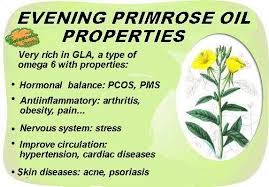 • check your specific variety for any known aggressive reseeding or spreading. Evening Primrose Oil Properties Botanical Online