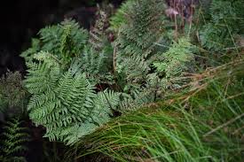 Image result for Megalastrum lanuginosum