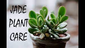 Jade Plant Care Youtube Jade Plant Care Plant Care Plants