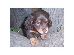 Maybe you would like to learn more about one of these? Dachshund Puppies In Arizona