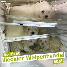 Aron.unser opi sucht ein zuhause.wer hat ein herz für diesen wundervollen älteren herrn? Tiere Suchen Ein Zuhause Illegaler Welpenhandel Malteser Welpen Einfach In Den Kuhlschrank Gestopft So Hat Die Kolner Polizei Die Armen Tiere Diese Woche In Einer Wohnung Gefunden Ausserdem Wurden Noch