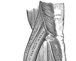 Ekstansör carpi radialis brevis kası resmi