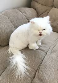 Professional pet transport & pet relocation by air. Pet Travel Pet Ground Travel Happy Tails Travel