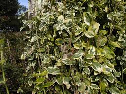 Image result for Euonymus Scale