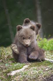Bear By Ybyrdyak Creativemarket In 2020 Susse Tiere Bar Babytiere