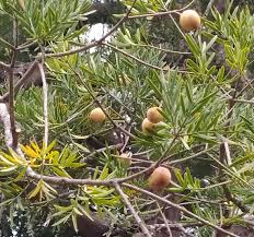 Image result for Afrocarpus falcatus