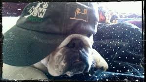 Chub Chub Gangsta Animals Dogs Gangsta