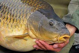 Mutter Aller Karpfen Rigs Karpfen Karpfen Angeln Angeln