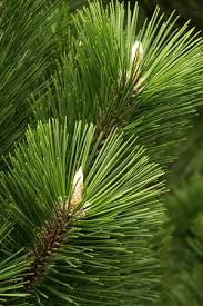 Pinus thunbergii 'thunderhead' common names: Thunderhead Japanese Black Pine Buy Online Best Prices