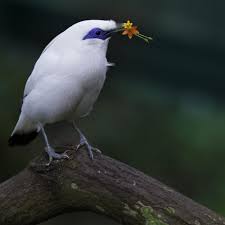 Big Blue Bird With Colorful Feathers Small White Bird With Big Blue Eyes At Nan Lian Park Hong Kong Big Blue Eyes White Bird Starling