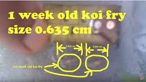 Koi Fish Breeding 2017 Vlog 1 Week Old Koi Fish Fry Sizes 0 635 Cmone Week Old Koi Fry Size Koifry Koifish Coyfish Koi Fish Breeding Coy Fish