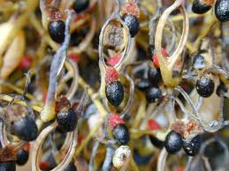 Image result for Bocconia