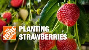 How To Plant Strawberries Strawberry Plants Growing Strawberries Strawberry Plant Care