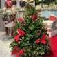 Create a Holiday Boxwood Tabletop Tree event image