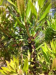 Image result for Myrica salicifolia