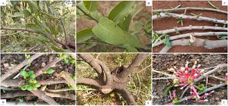 Image result for Tapinanthus dependens