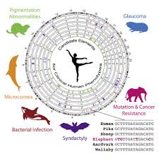 Data science is clearly a blend of the hackers' art, statistics and machine learning… —hilary mason & chris wiggins, 2010 data science ? Accelerated Evolution In Distinctive Species Reveals Candidate Elements For Clinically Relevant Traits Including Mutation And Cancer Resistance Cell Reports