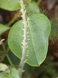 Image result for Smilax anceps