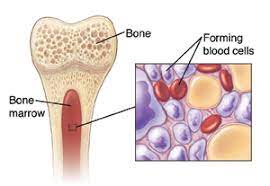 For example, bone marrow produces stem cells which in turn produce red blood cells. When Your Child Has Aplastic Anemia Saint Luke S Health System