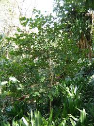 Image result for Heywoodia