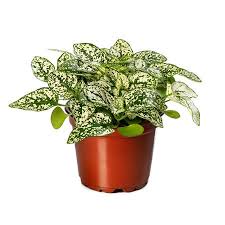Image result for Hypoestes