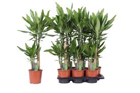 Image result for Dracaena steudneri