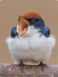 Bird Flying Into Window Meaning Aranyos Birds Beautiful Birds Pet Birds