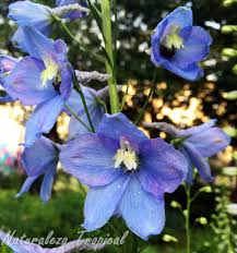 Aprende A Cuidar Tus Espuelas De Caballero Delphinium Spp
