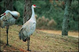 We did not find results for: Sandhill Cranes