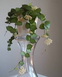 Pin Auf Flowering Indoor Plants
