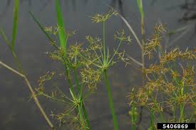 Image result for Cyperus haspan