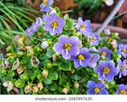 Image result for Exacum