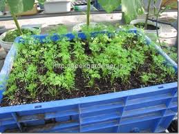 Step By Step With Photos How To Grow Carrots In Containers