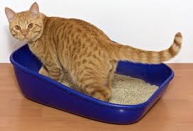 Top 10 best smartest self cleaning pet litter box. The 9 Best Cat Litter Boxes Of 2021