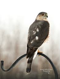 Chuck's hat service was available at the Mayflower Shoe Shine Parlor, 647  Elm Street, Manchester, NH. Source: The Merrimack Sun (Manchester, NH)  Published: March 25, 1929 Research: Pamela Vezinat Manney #manchesternh  #NewHampshire #shoeshiner