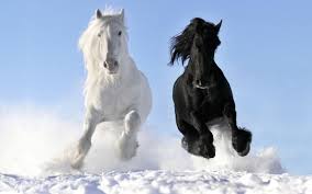 Image result for horse