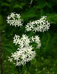 Image result for Holarrhena