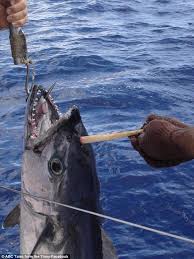Kim Haskell catches tuna with a horn protruding from its head