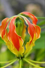 Pin On South African Plants