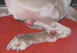 Image result for mastocytoma in dogs