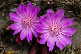 We did not find results for: Wildflowers Yellowstone National Park U S National Park Service