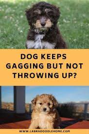 My Dog Is Gagging But Not Throwing Up How To Handle It