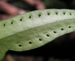 Image result for Heteromorpha stenophylla