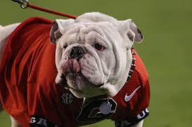 He S A 62 Pound Star On Monday The Rose Bowl Becomes This Dog S Stage Sports Humor Sports Memes Football Memes