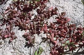 Image result for Elatine