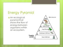 We did not find results for: Field Of Beans Determining The Interactions Of Organisms Ppt Download