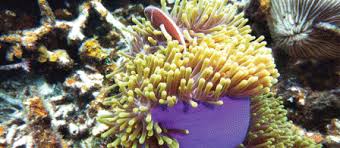 Malaysia adalah sebuah negara federasi yang terdiri dari tiga belas negara bagian dan tiga wilayah persekutuan di asia tenggara dengan luas malaysia sebagai negara persekutuan tidak pernah ada sampai tahun 1963. Taman Laut Di Malaysia Bp Myscience 2011 Challenge