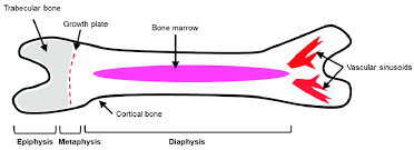 Human anatomy for muscle reproductive and skeleton. Gross Anatomy Of The Long Bones Depicted Are The Three Regions Of Long Download Scientific Diagram