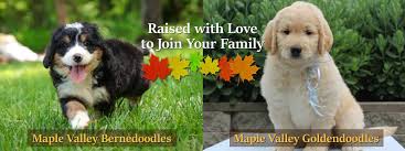Check spelling or type a new query. Maple Valley Puppies Bernedoodle Goldendoodle Puppies For Sale In Flat Rock Illinois