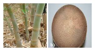 Image result for Oreobambos